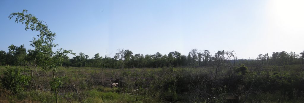 Clearing along Greenwood-Mooringsport Road