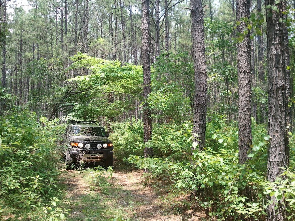 Kisatche Nation Forest - Calcasieu RD, Evageline District