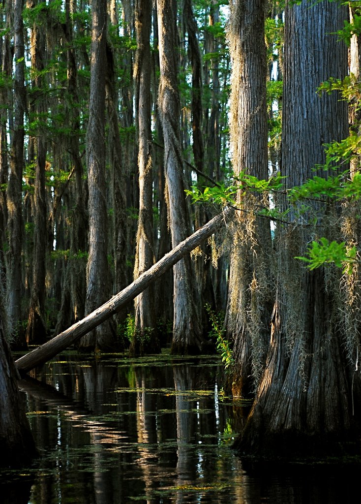 Saline Lake