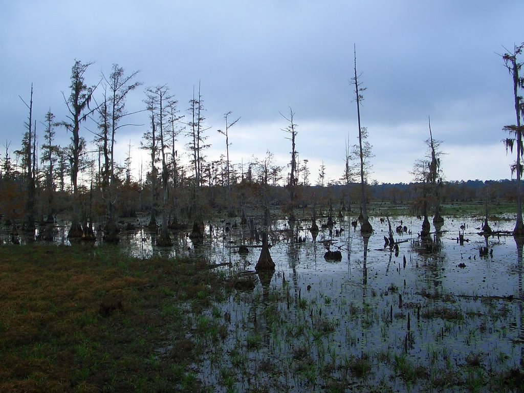 lake iatt - louisiana