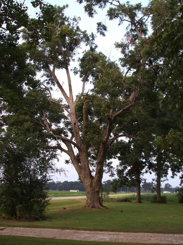 Pecan Tree in Yard, Aug 2007