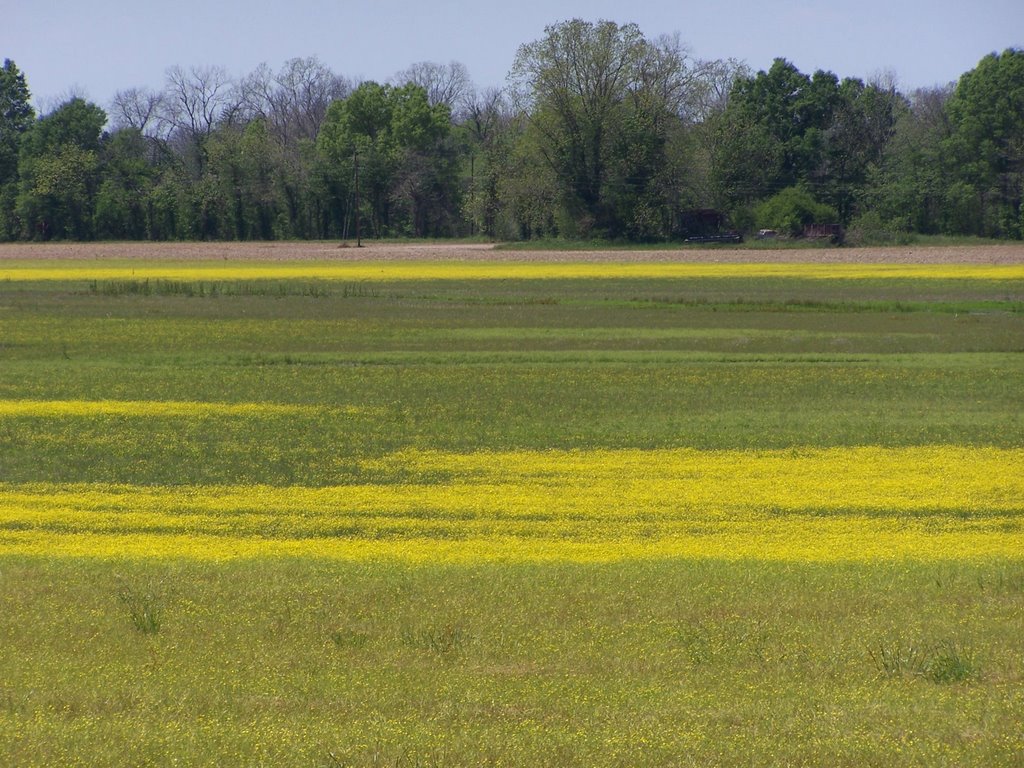 Louisiana Field