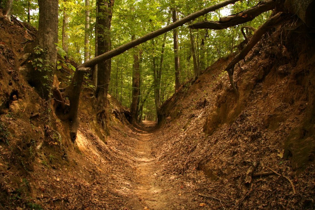 The "Sunken Trace", a section of the original Natchez Trace