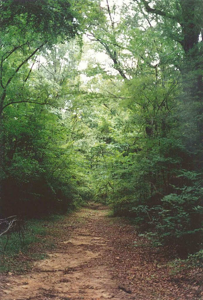 original section of the Natchez Trace, one of Americas most important pioneer roads, Natchez, scanned 35mm (8-8-2000)