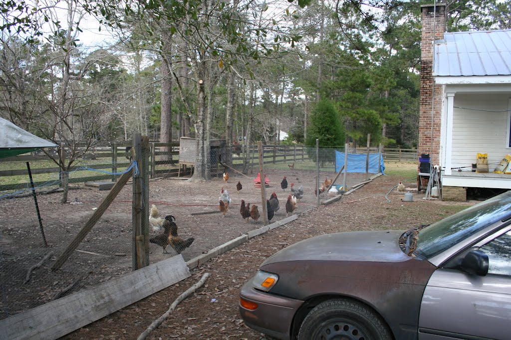 Chicken Area