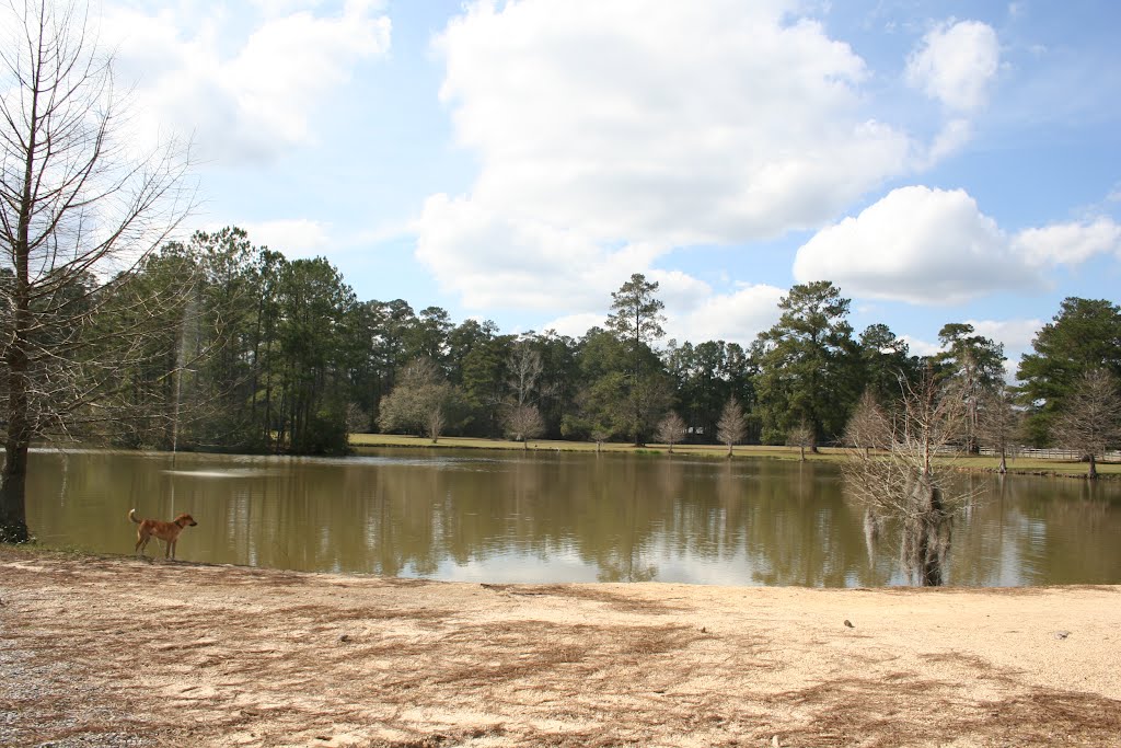 Pond