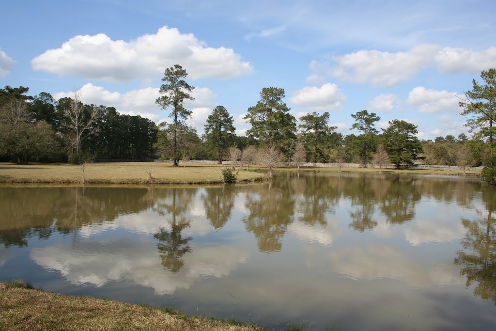 Pond