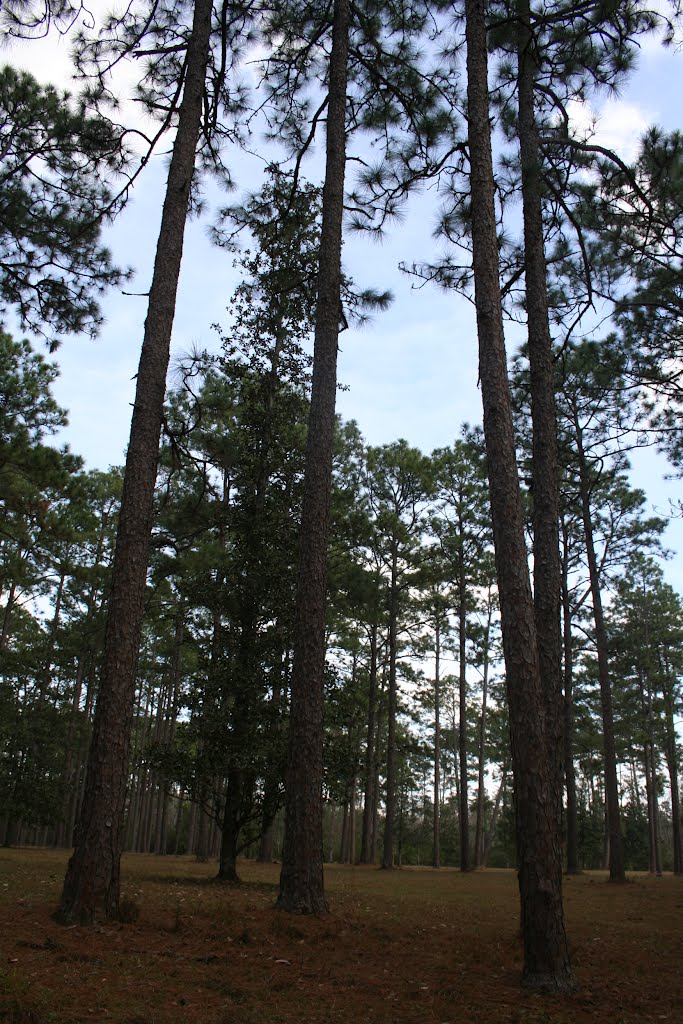 Northern Property Pines