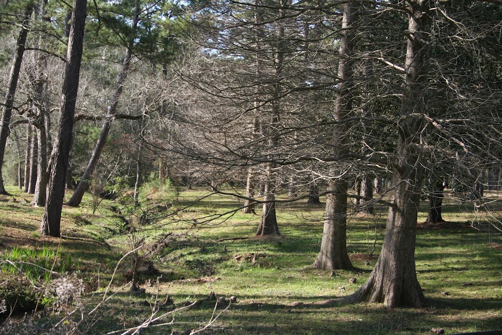 Stream running along Horse fence line