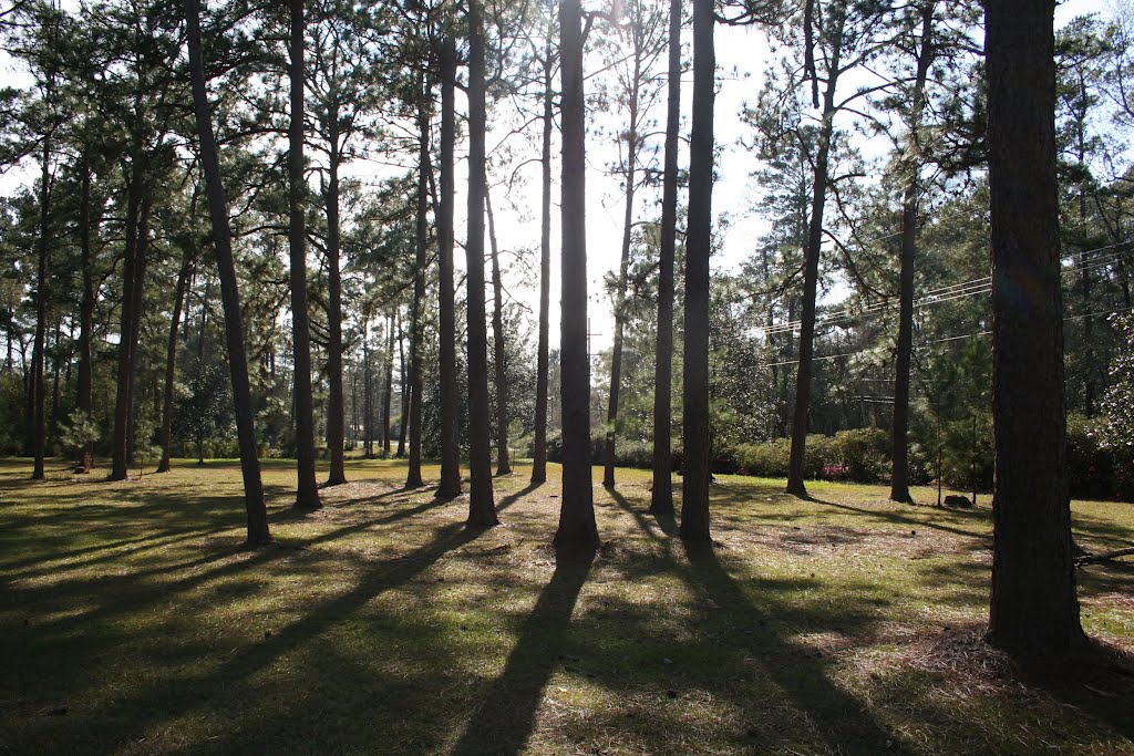 Pines in front of Main House