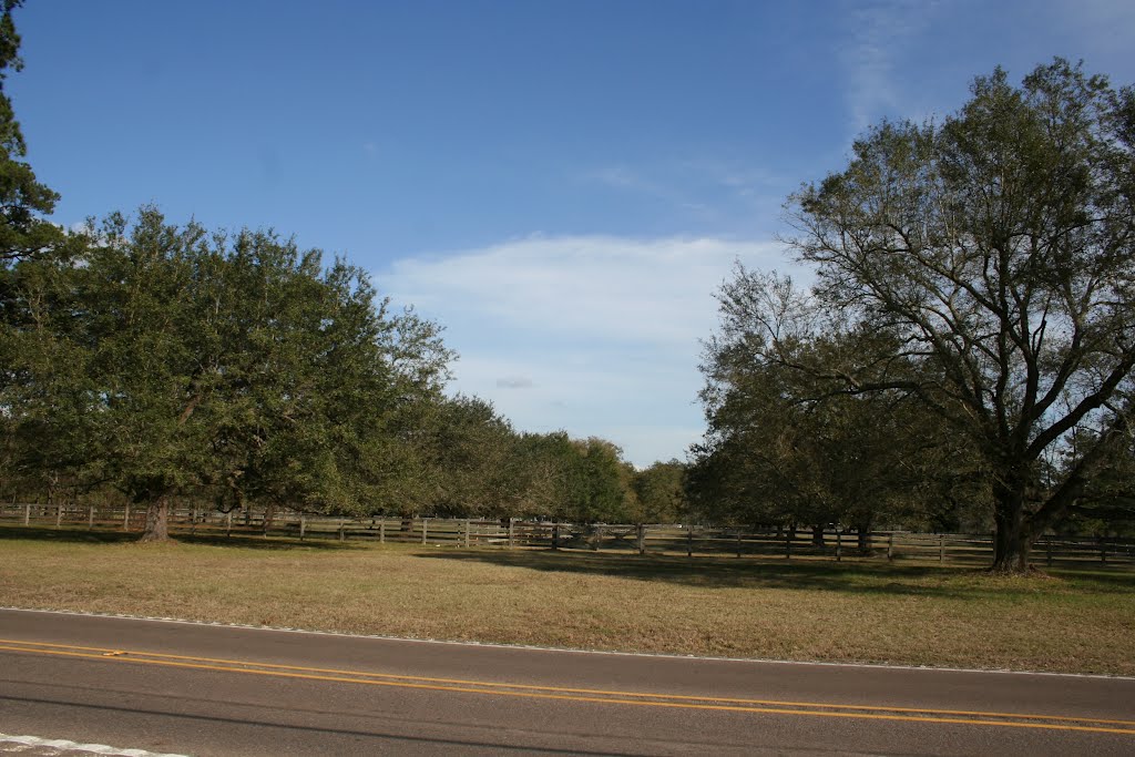 Oak Ally Street View