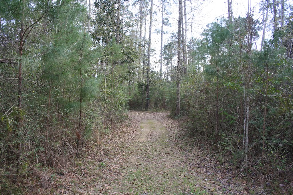 Trail