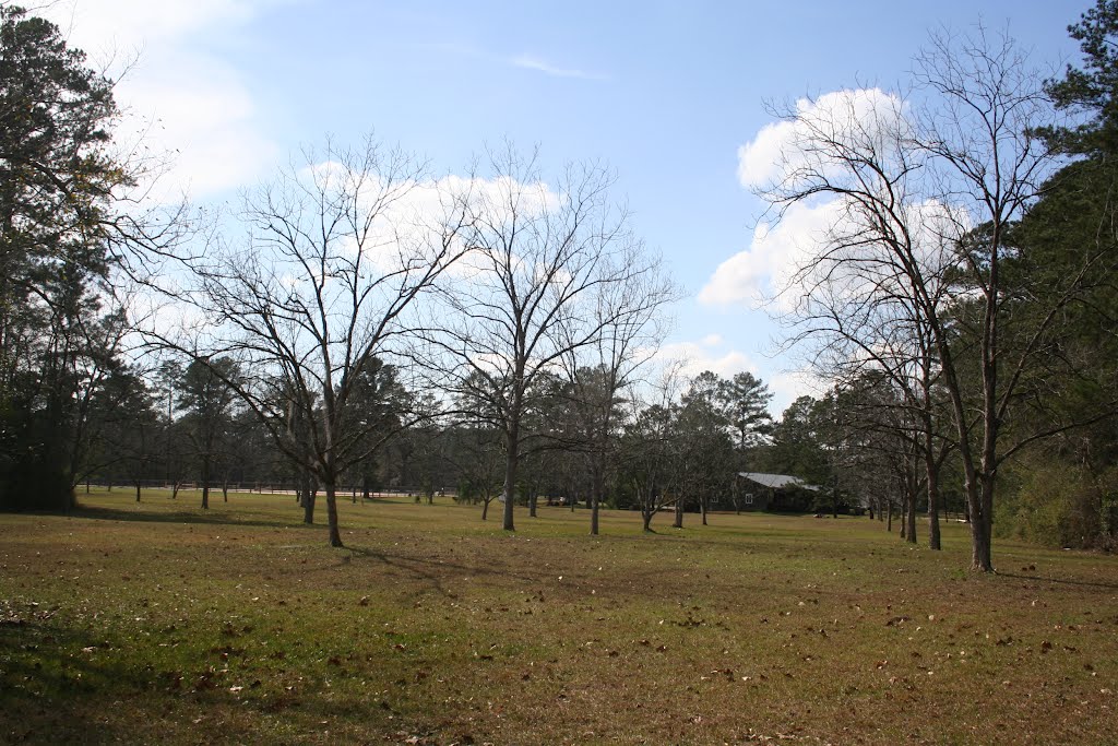 Trees and Open field between Trails