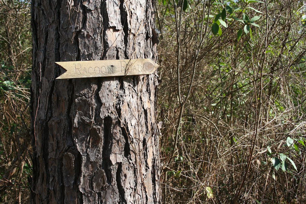 Trail