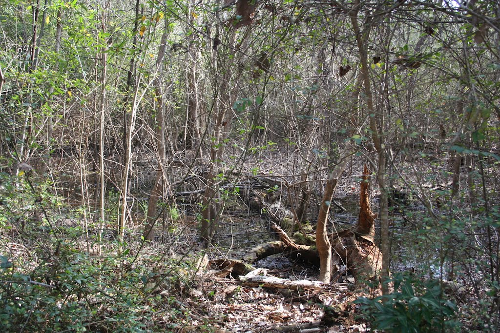 Trail