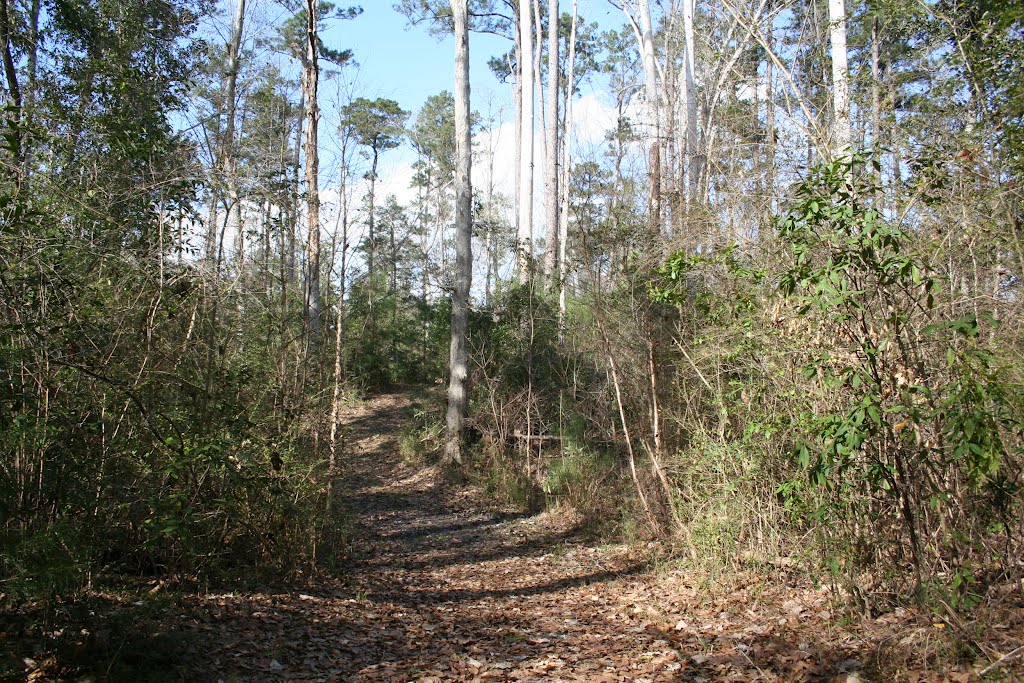 Trail
