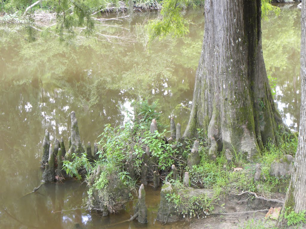 Cypress Tree