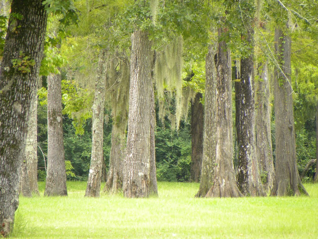 Trees in Park