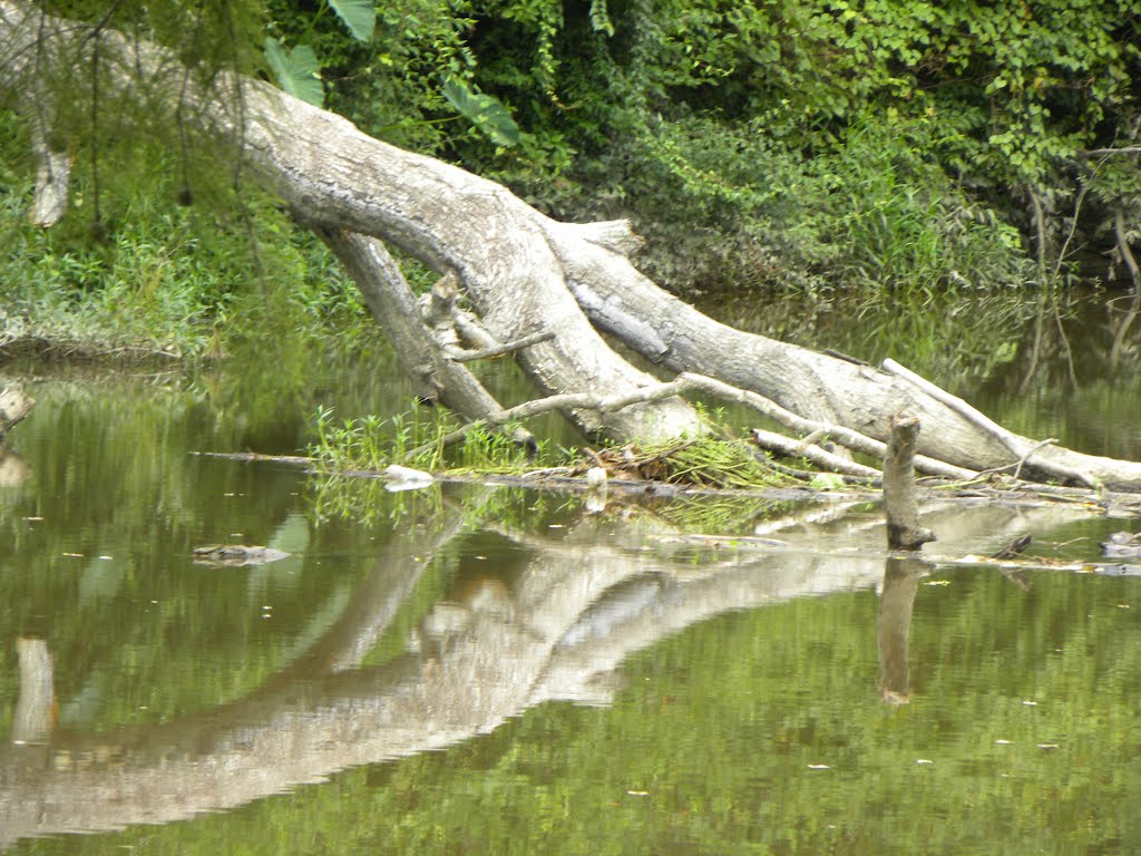 Reflections