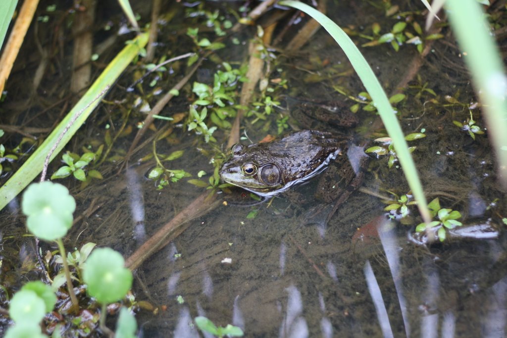 Bullfrog in Cypress Lake