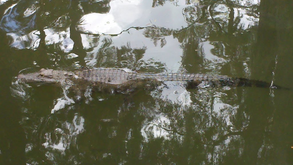Gators Cruising the U.L. Lafayette Campus