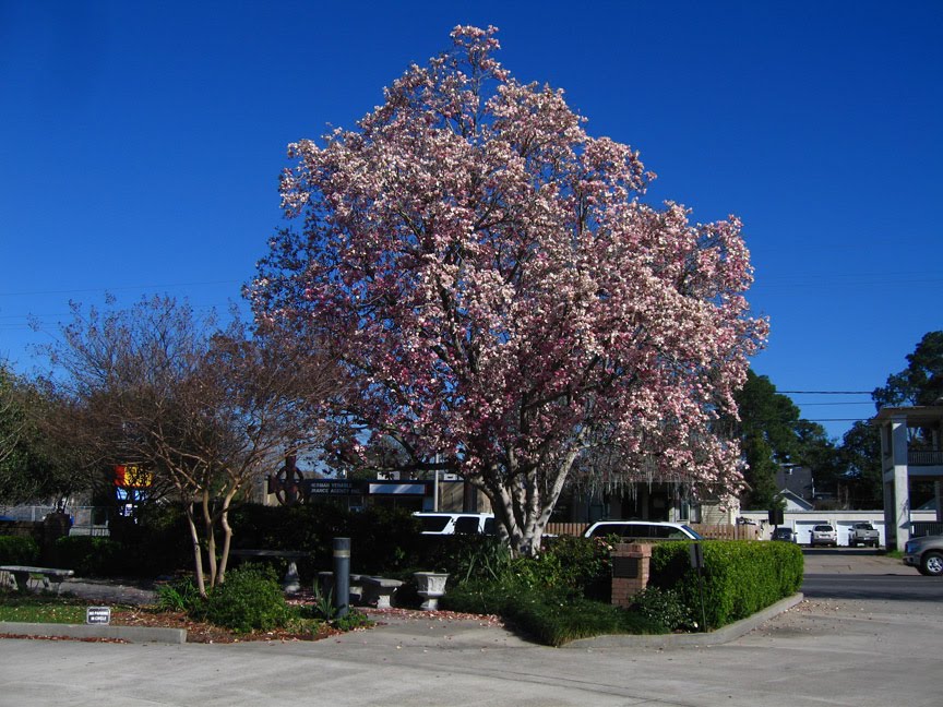 Ascension Church Tulip Tree