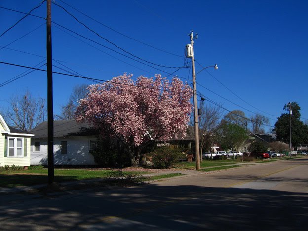 Tulip tree on General Mouton