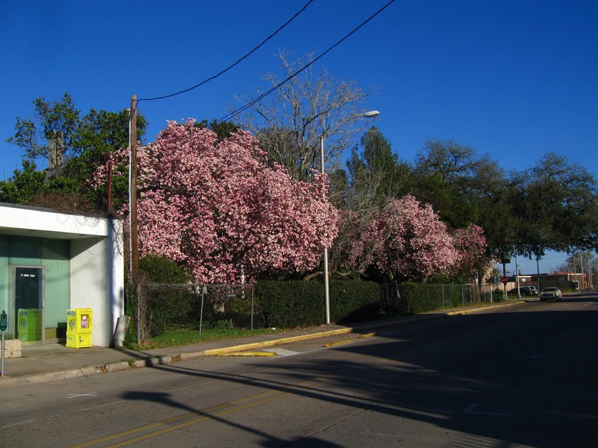 Tulip trees on Garfield St.