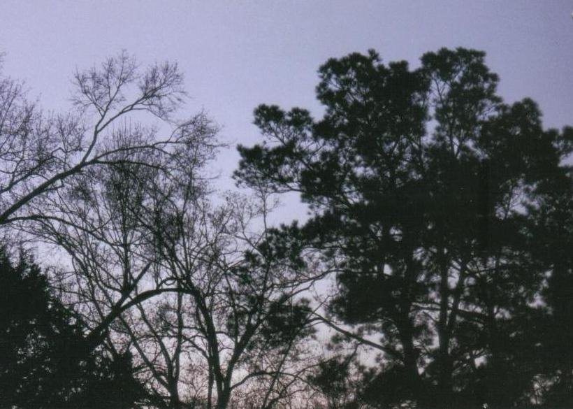 Trees at dusk in Lake Charles, Louisiana