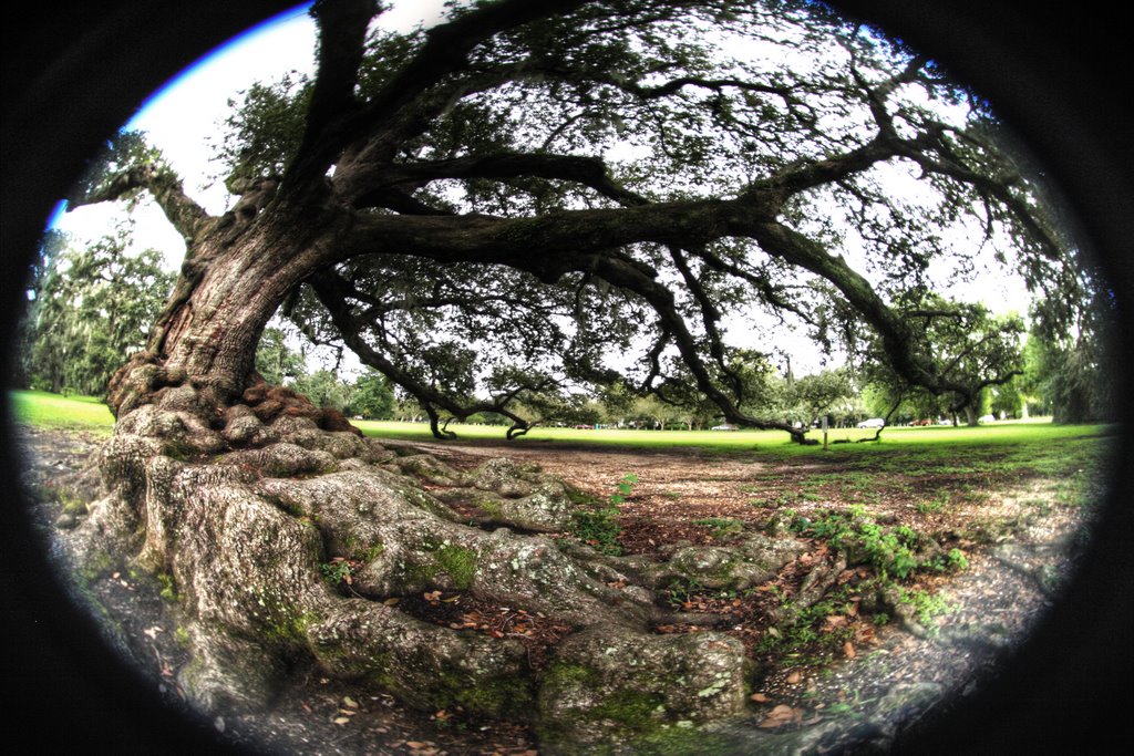 oak roots