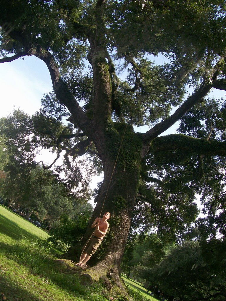 Audubon Park, Live Oak
