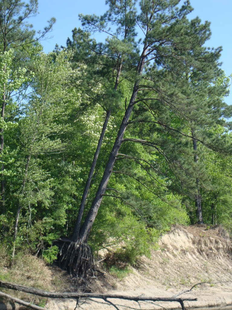 Old pine tree on Sabine River