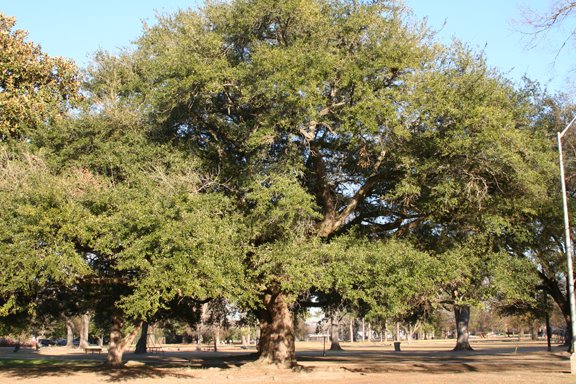 Trees of Forsythe Park
