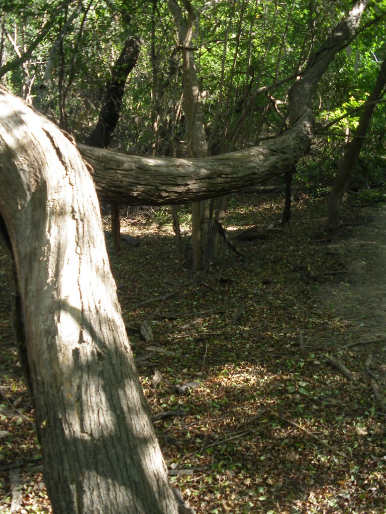 Mis-Shapened Tree