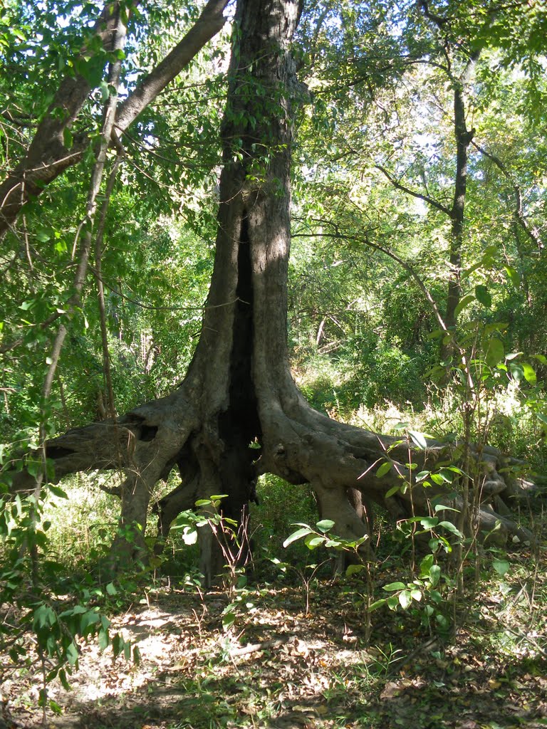 Tip-Toe Tree