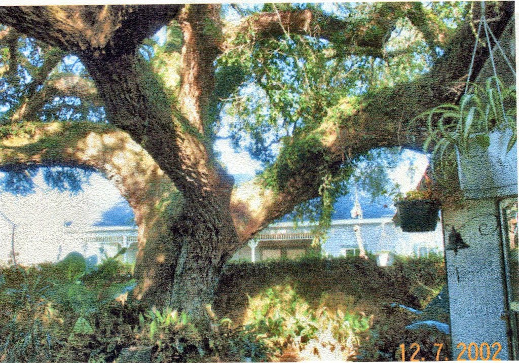 Lehman Oak