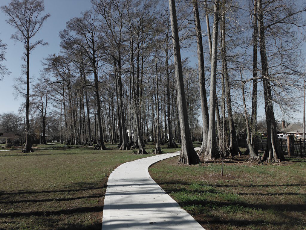 cypress trees in the park