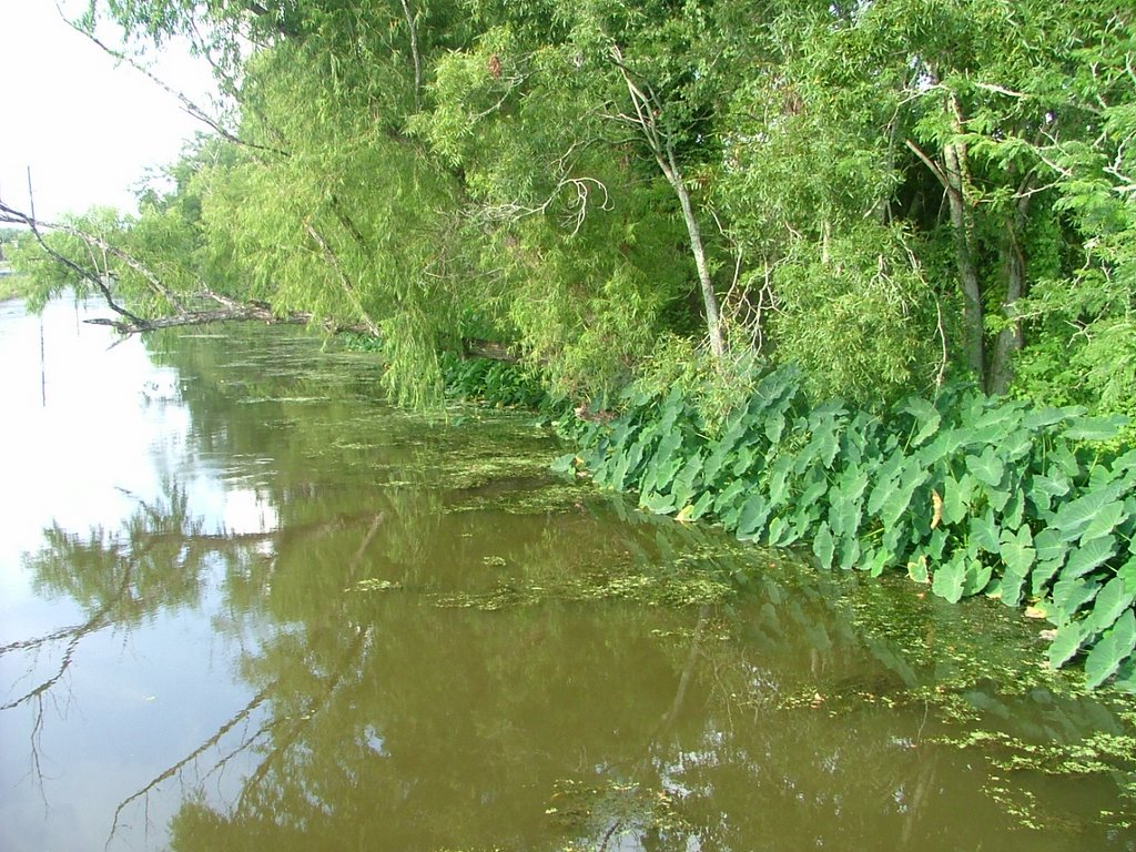 Swamp pictures 3