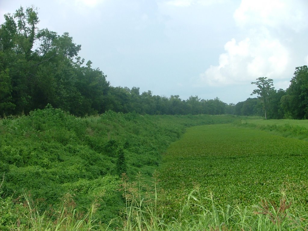 Swamp pictures 4