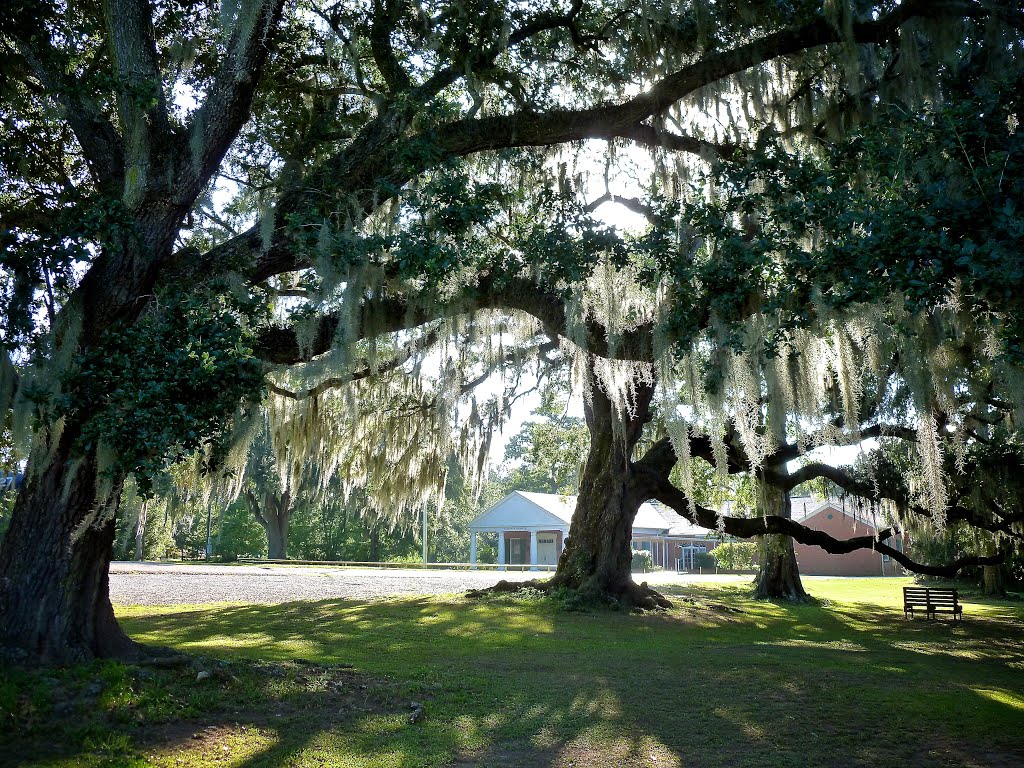 along Bayou Teche in New Iberia, Louisiana (City Park)