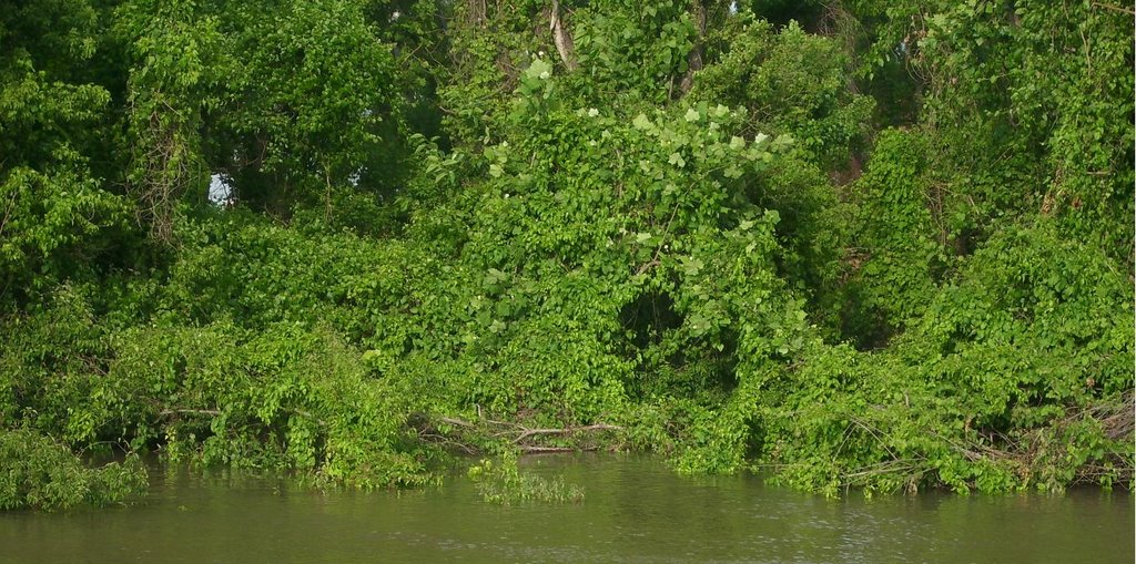 River becomes a swamp
