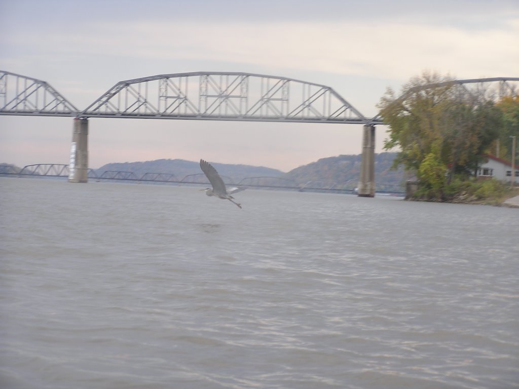 Great Blue Heron and Champ Clark Bridge