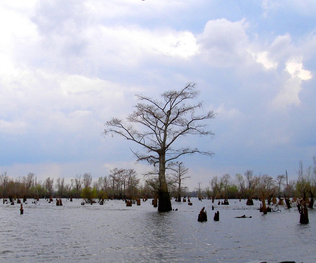 Swamp trees