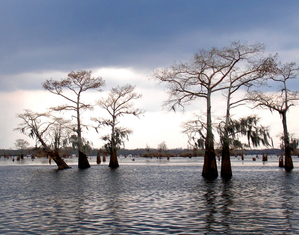 CYPRESS  trees during rain