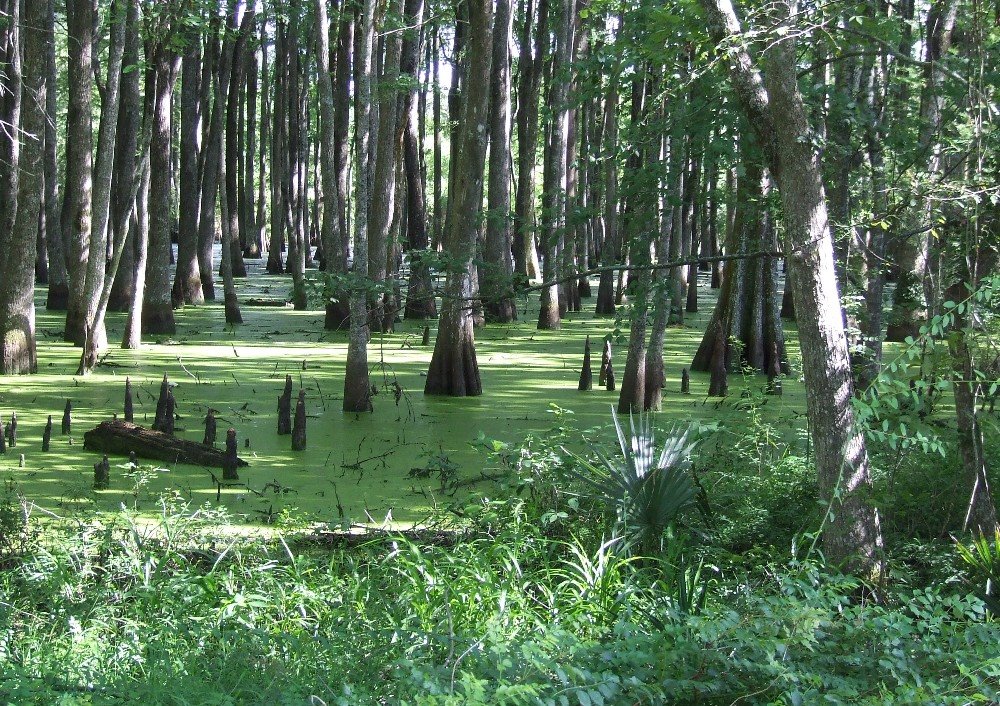 Avoyelles Parish Swamp