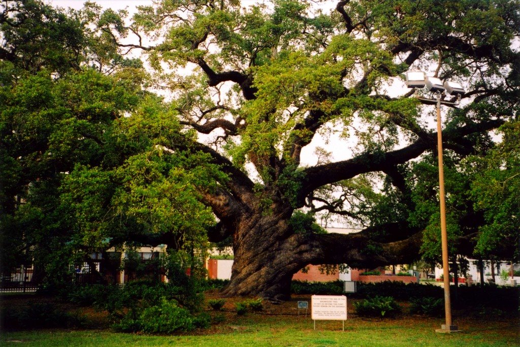 USA, lun des plus vieux chêne de la Louisiane à Francisville