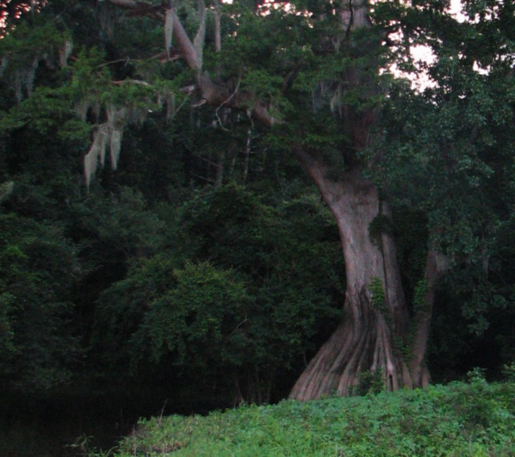 Cat Island Cypress