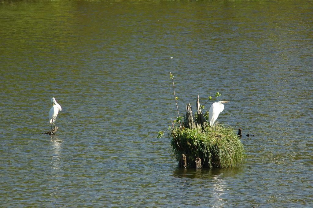 AveryIsland0406DSC_5986l