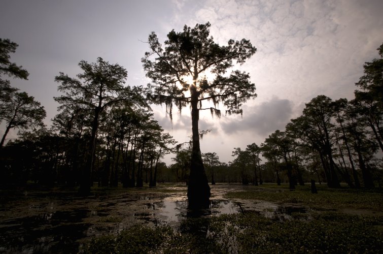 Atchafalaya Basin