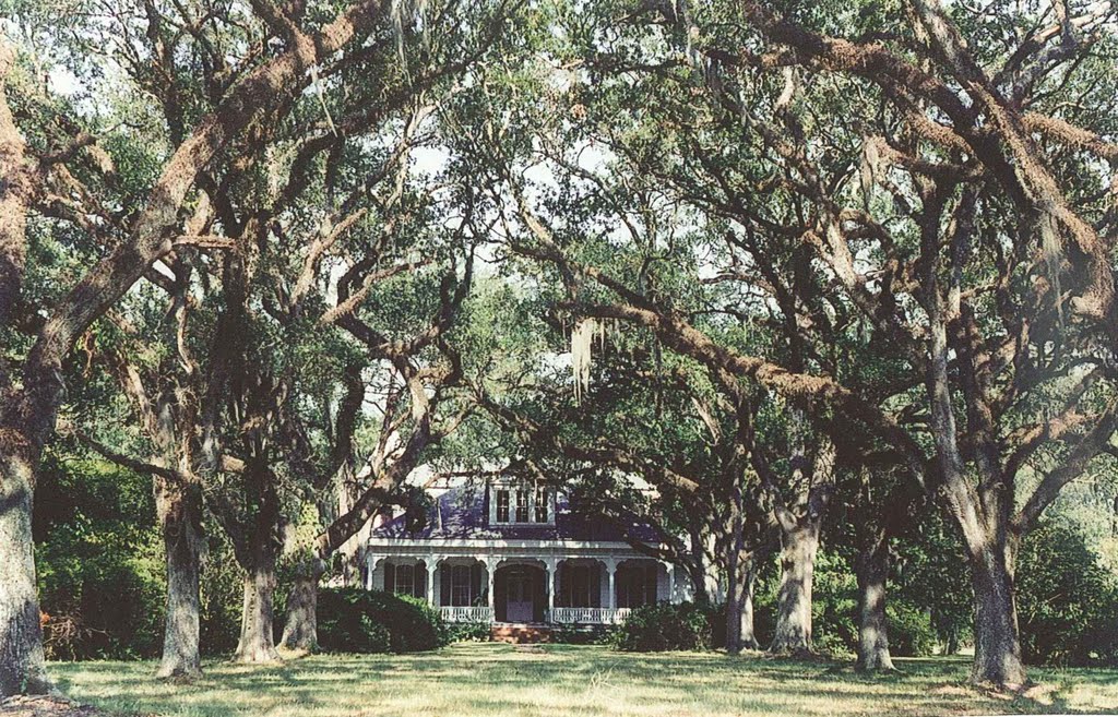 Catalpa plantation, Live Oaks planted in 1814, house built in 1885 (8-9-2000) scanned 35mm